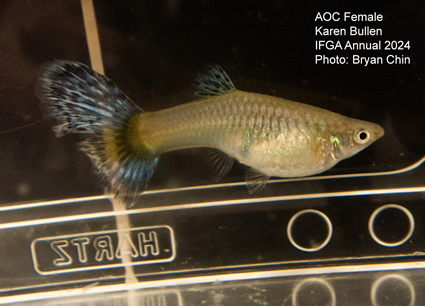 Female guppy aoc